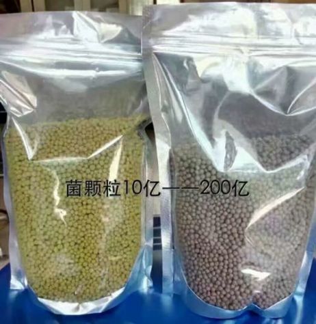 點擊查看詳細信息<br>標(biāo)題：枯草芽孢桿菌菌劑顆粒 閱讀次數(shù)：4187